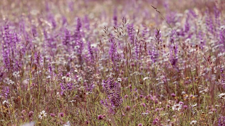 Salvia di parassiti